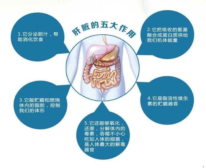 肝臟的五大作用.jpg