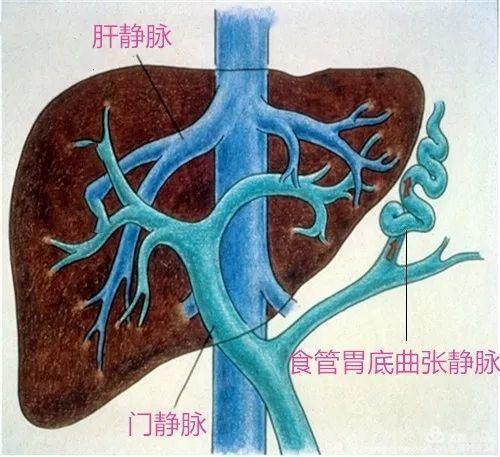 肝靜脈.jpg